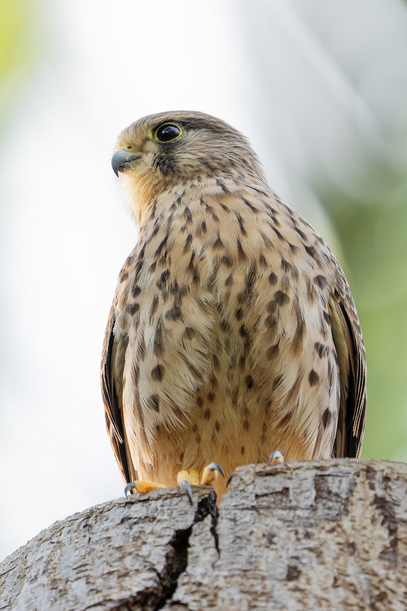 Eurasian Kestrel - ML439439951