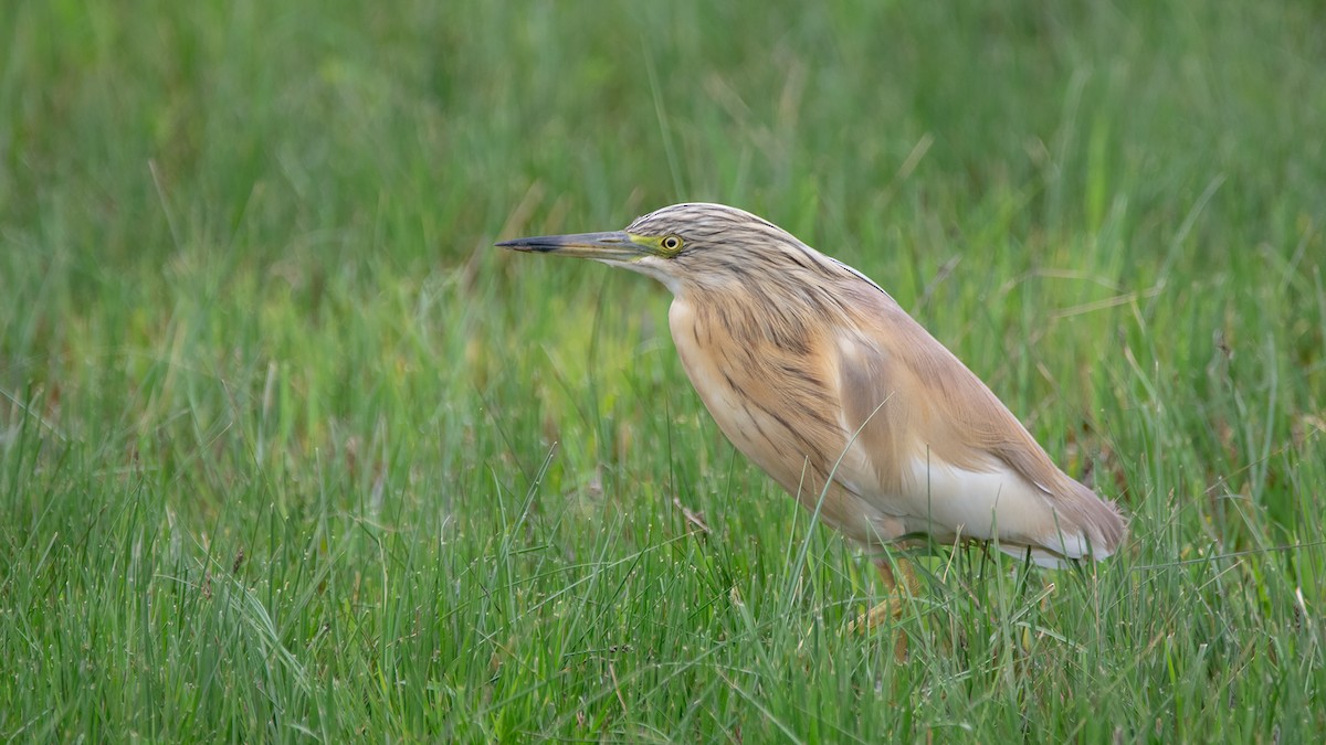 Squacco Heron - ML439440201