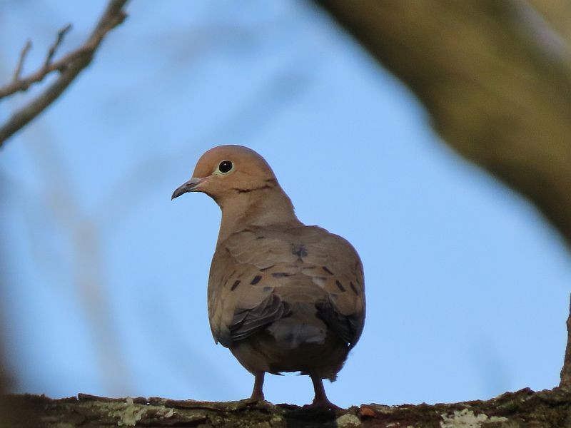 Mourning Dove - Tracy The Birder