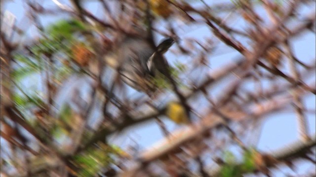 Cuban Gnatcatcher - ML439441