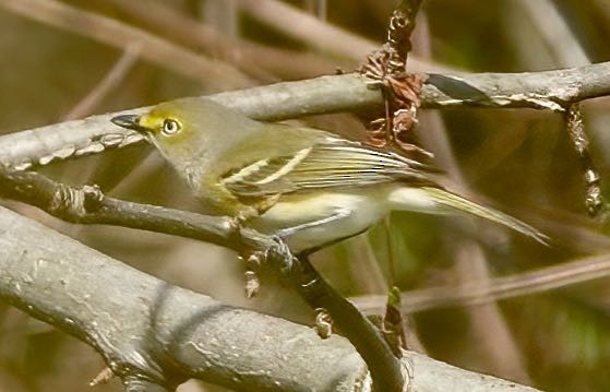 White-eyed Vireo - ML439441341