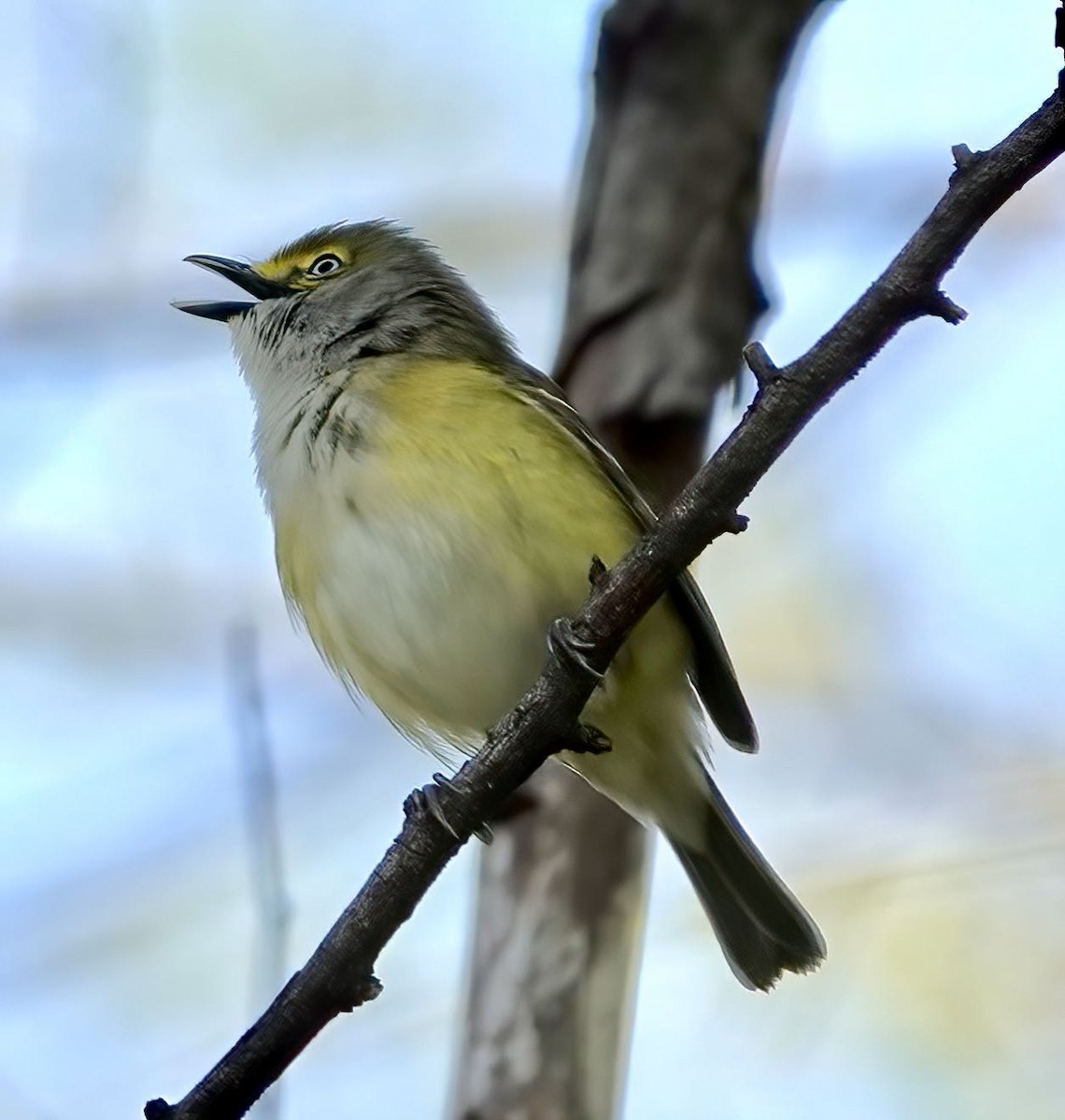 White-eyed Vireo - ML439441731