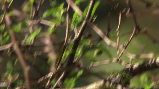 Cuban Gnatcatcher - ML439442