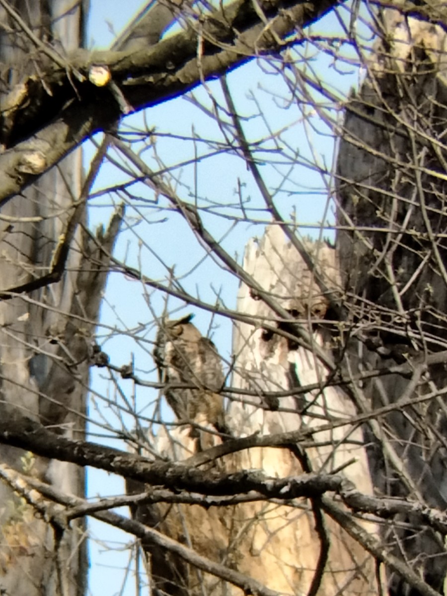 Great Horned Owl - ML439442501