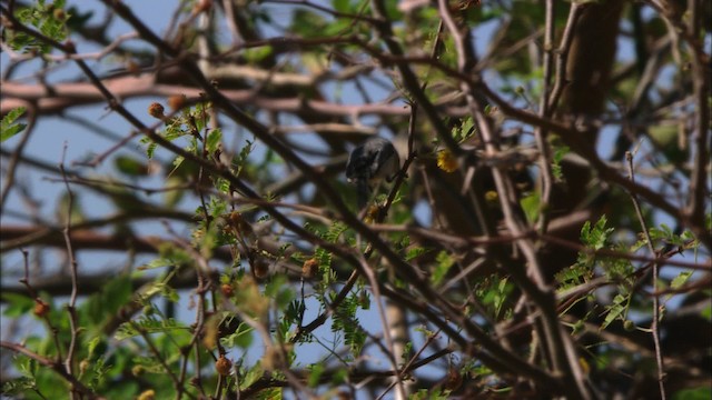 Cuban Gnatcatcher - ML439443