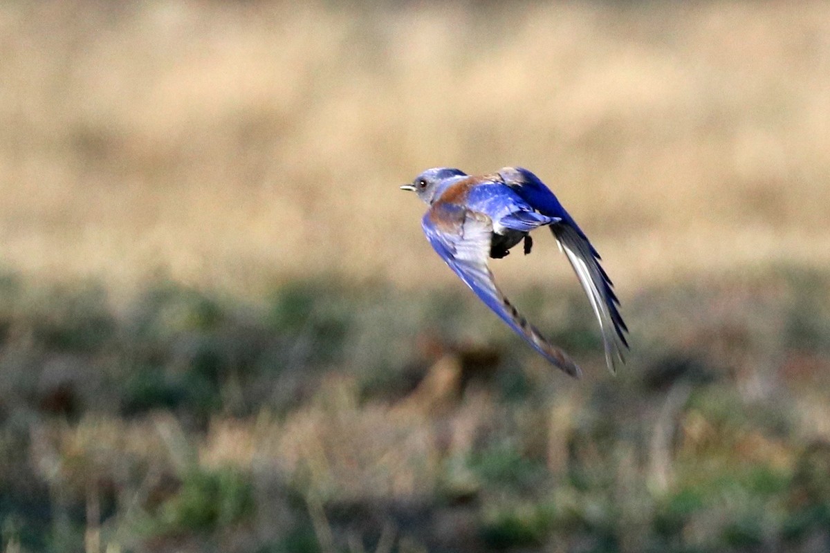 Western Bluebird - ML43944411