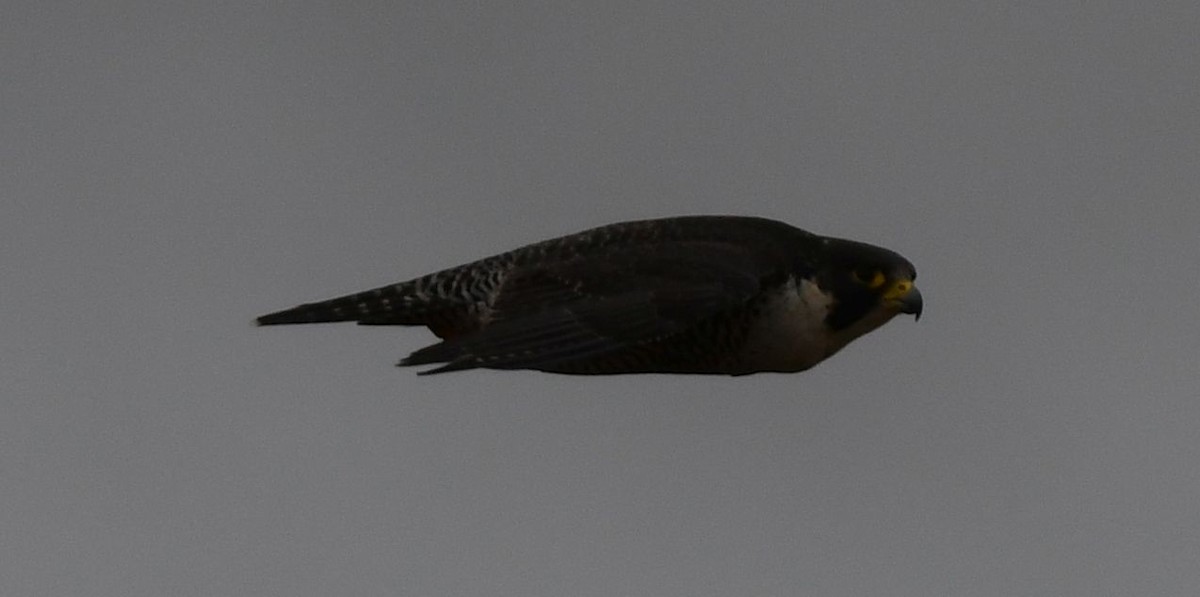 Peregrine Falcon (Malagasy) - ML439444131