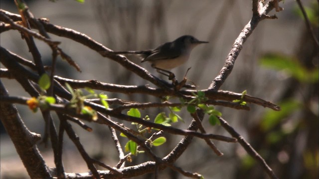 Cuban Gnatcatcher - ML439445