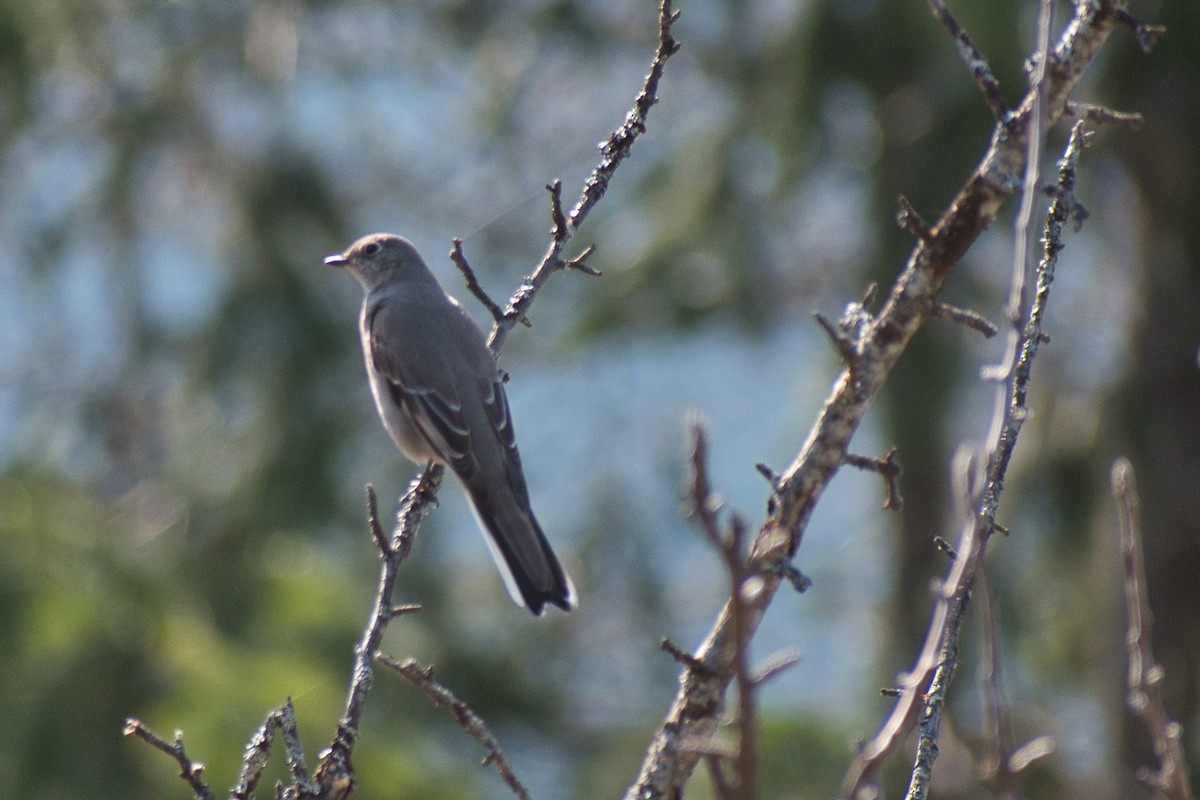 Townsend's Solitaire - ML439445531