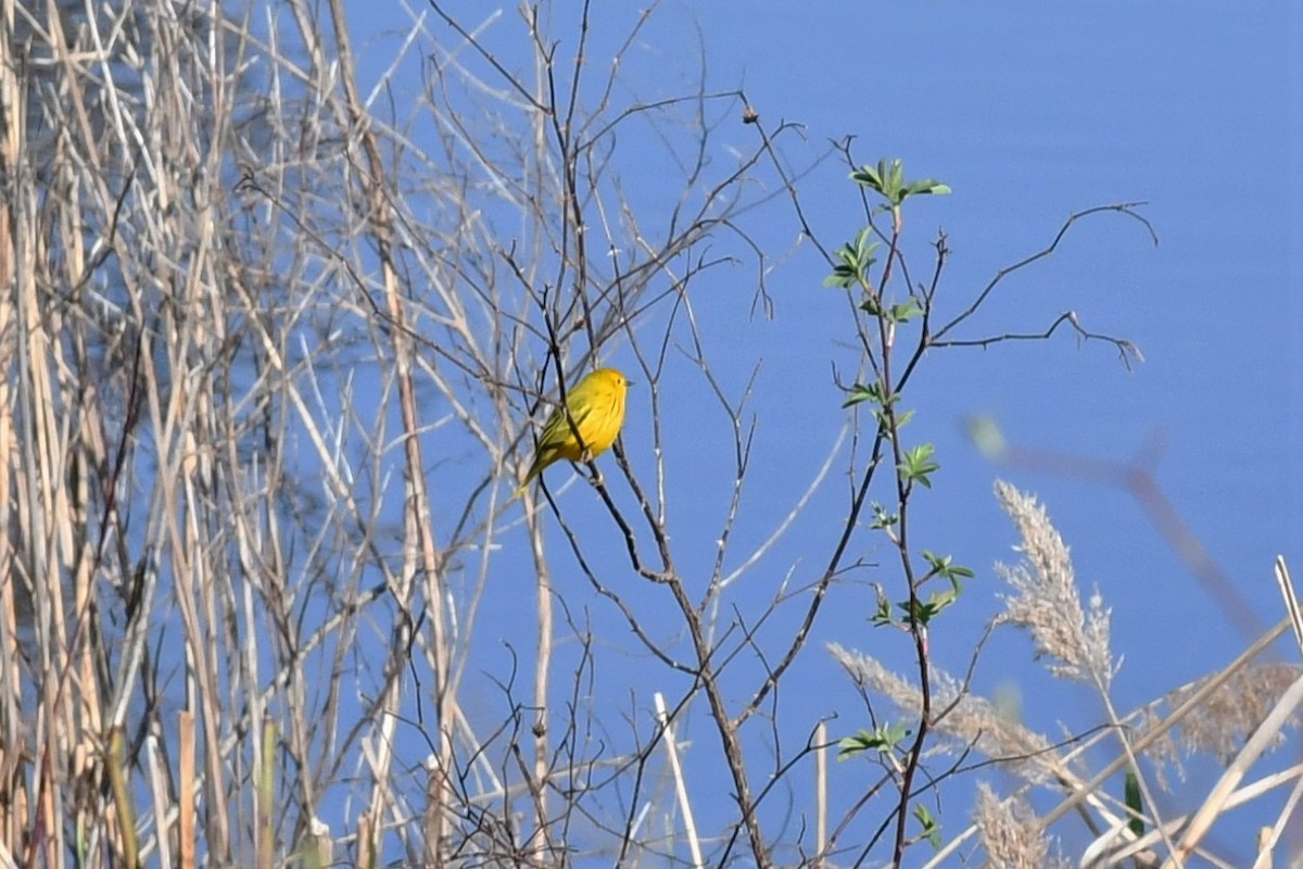 Yellow Warbler - ML439445561