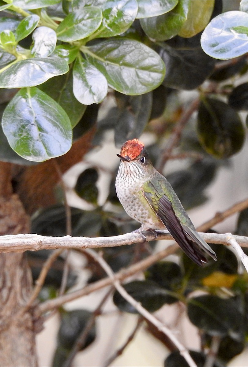 Green-backed Firecrown - ML439445771