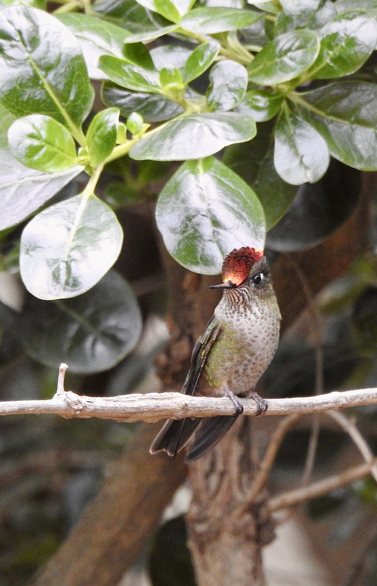 Green-backed Firecrown - ML439445991