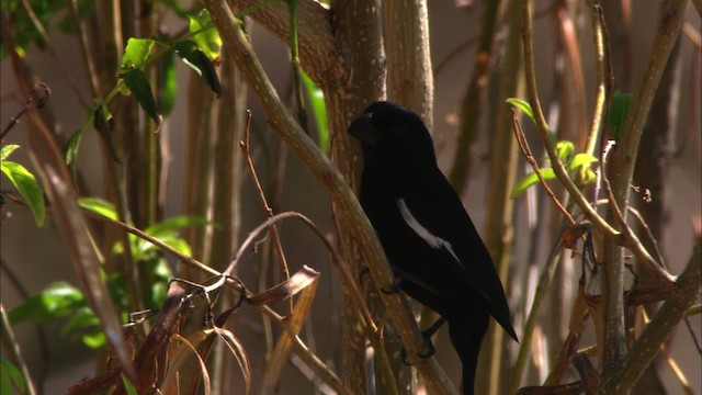 Cuban Bullfinch - ML439446