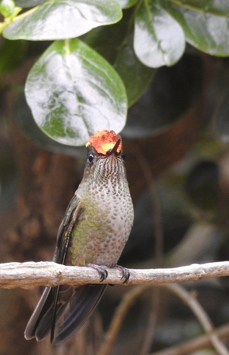 Green-backed Firecrown - ML439446001