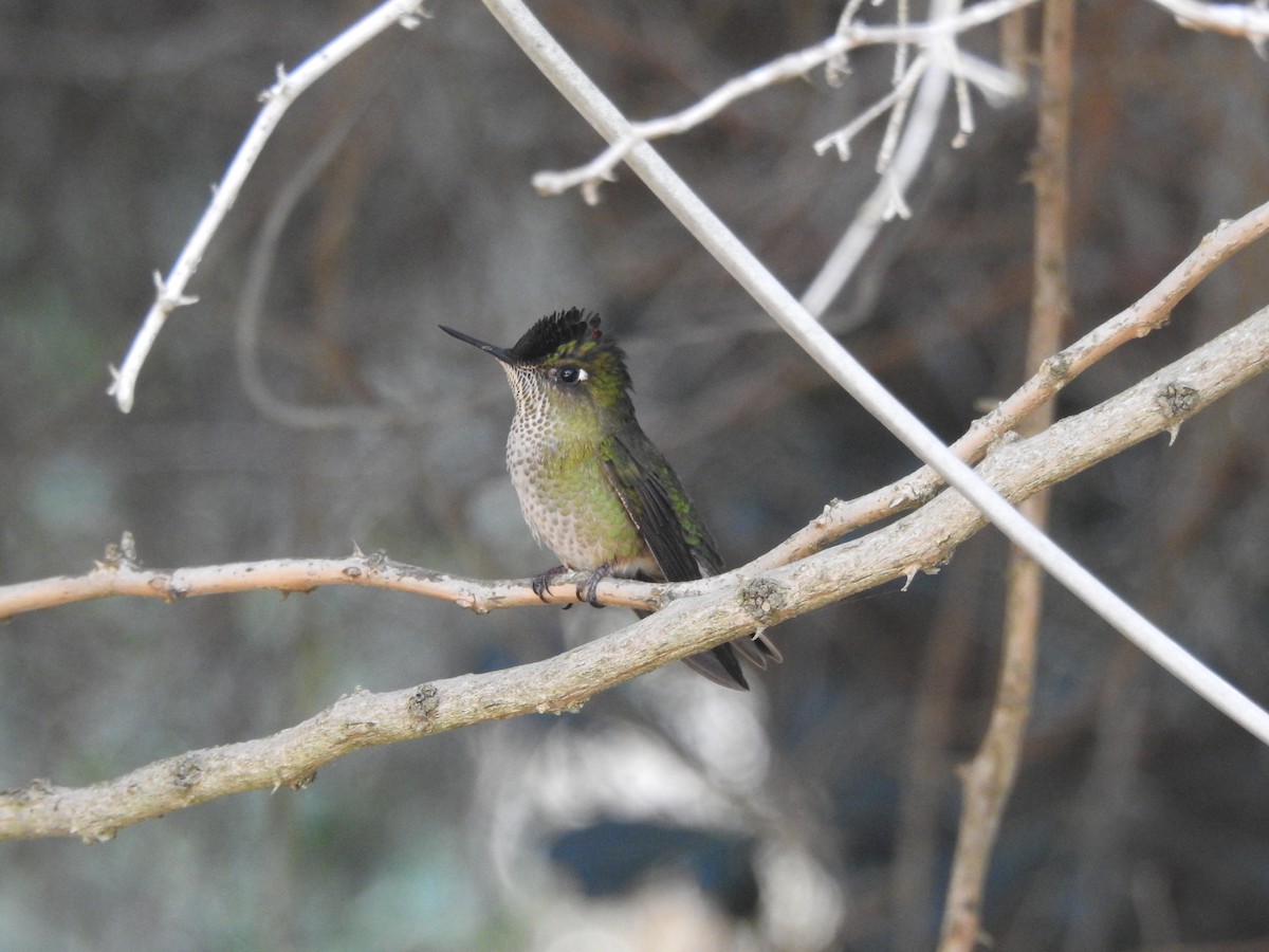 Green-backed Firecrown - ML439446031