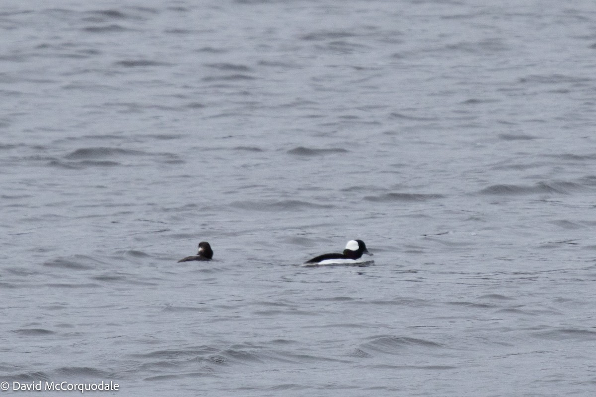 Bufflehead - ML439446381