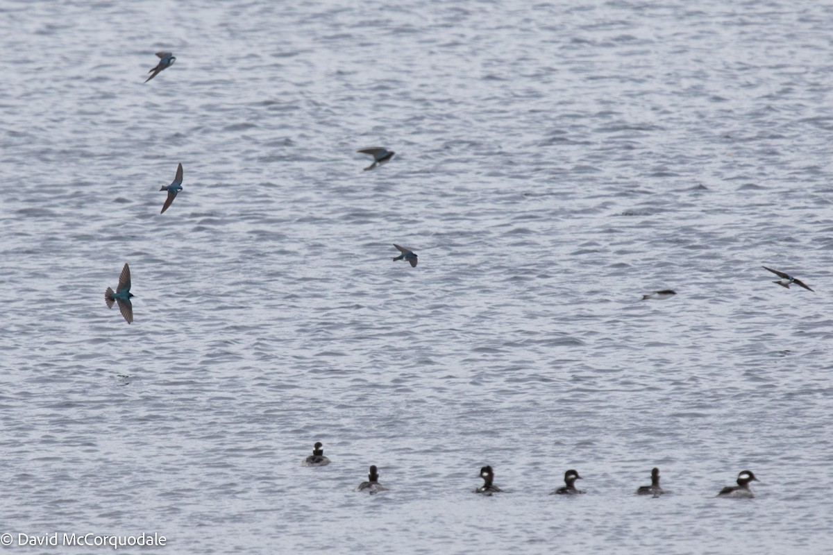 Bufflehead - ML439446451