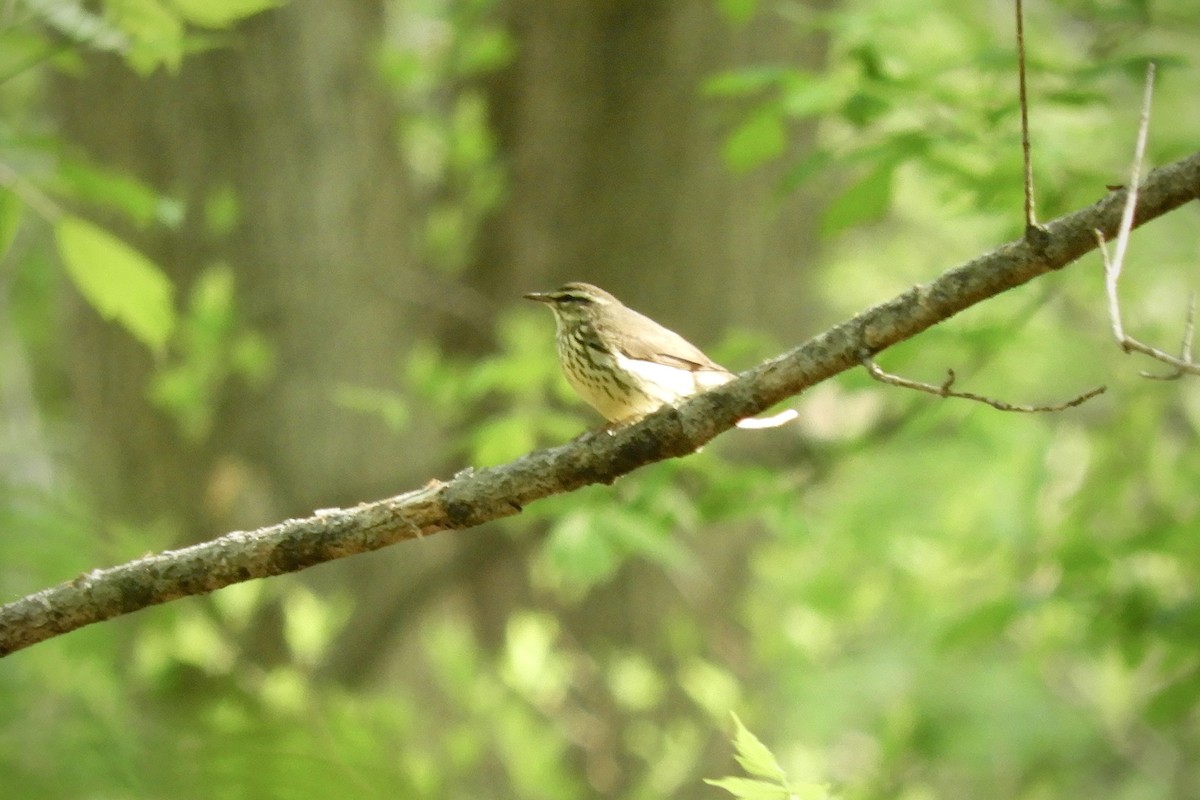 strømparula - ML439447151