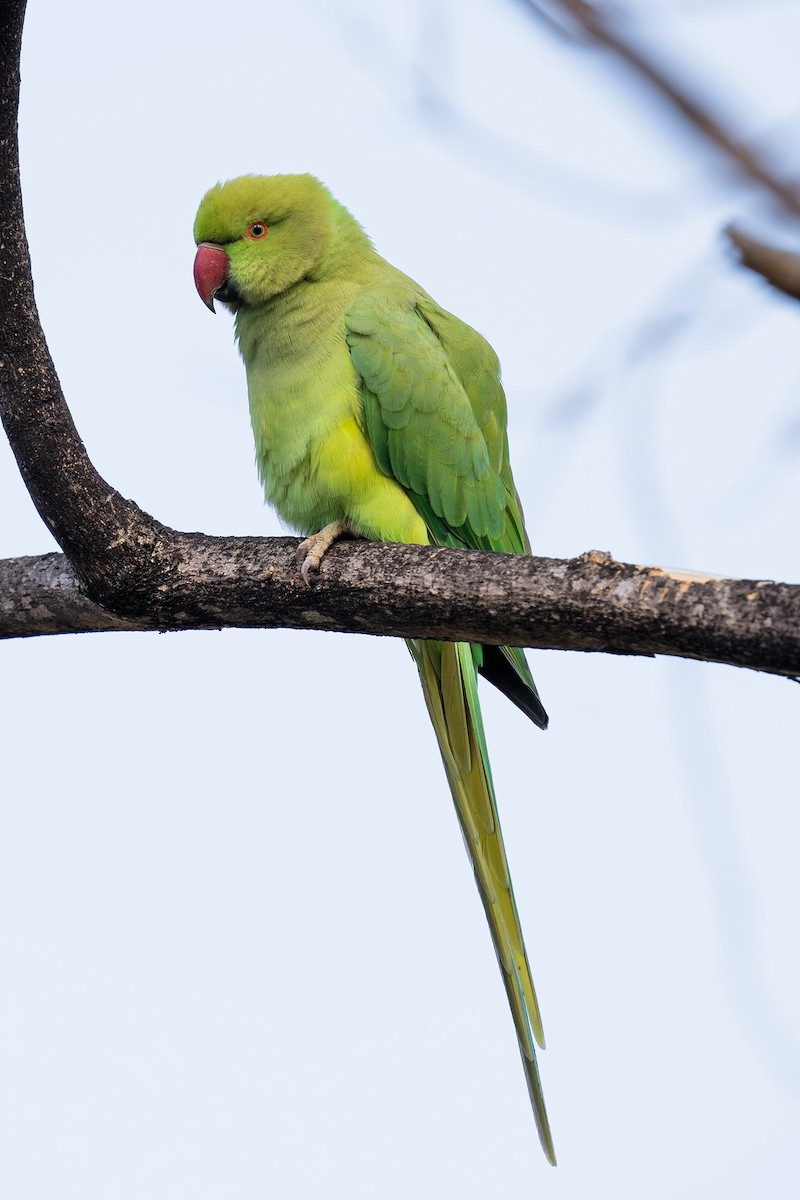 Rose-ringed Parakeet - ML439447481