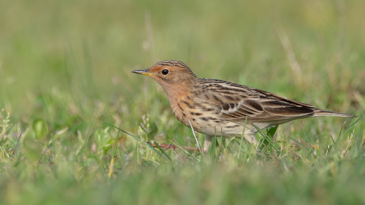 Red-throated Pipit - Arda Dönerkayalı