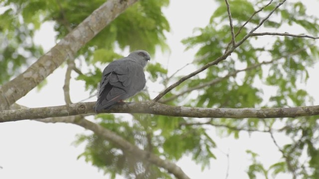 Plumbeous Kite - ML439448101