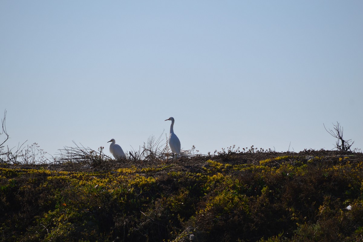 Snowy Egret - ML43944831