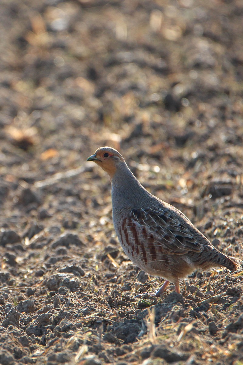 Gray Partridge - ML439448331