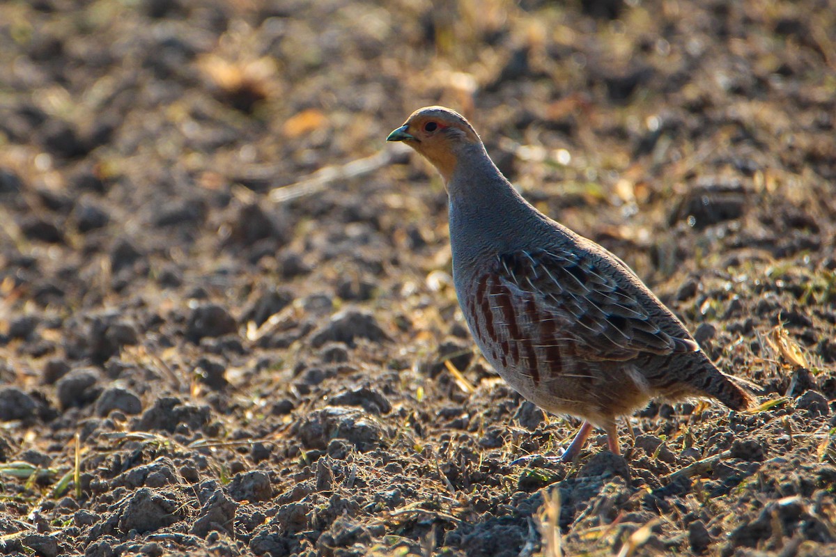 Gray Partridge - ML439448441