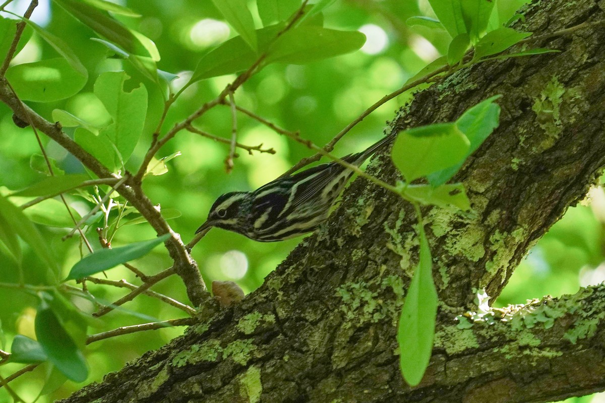 Black-and-white Warbler - ML439448451