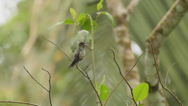 Colibrí de Cuvier - ML439448541