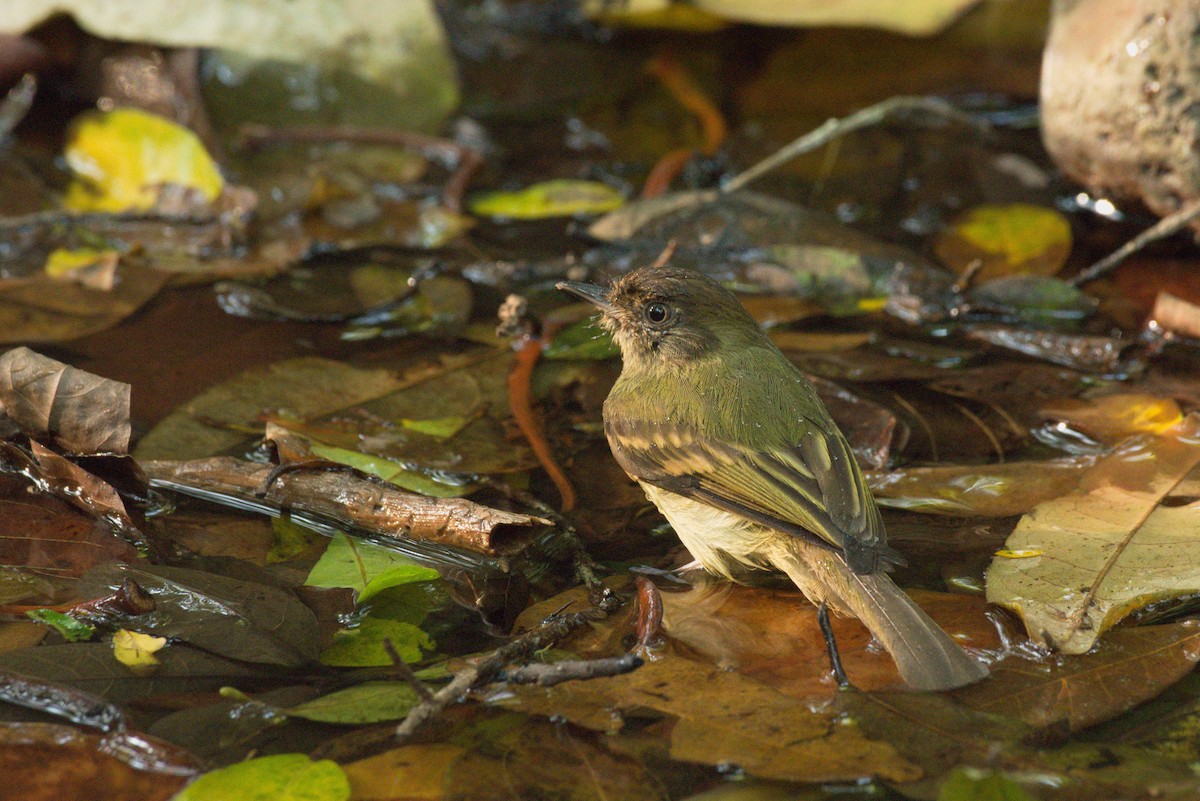 Sepia-capped Flycatcher - Alberto Lobato (El Chivizcoyo)