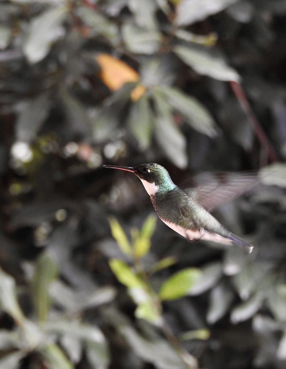White-throated Hummingbird - ML439448831