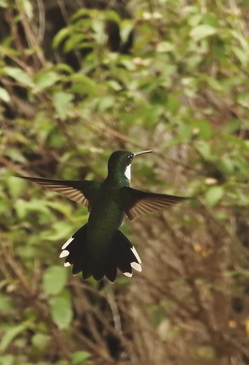 White-throated Hummingbird - ML439448841