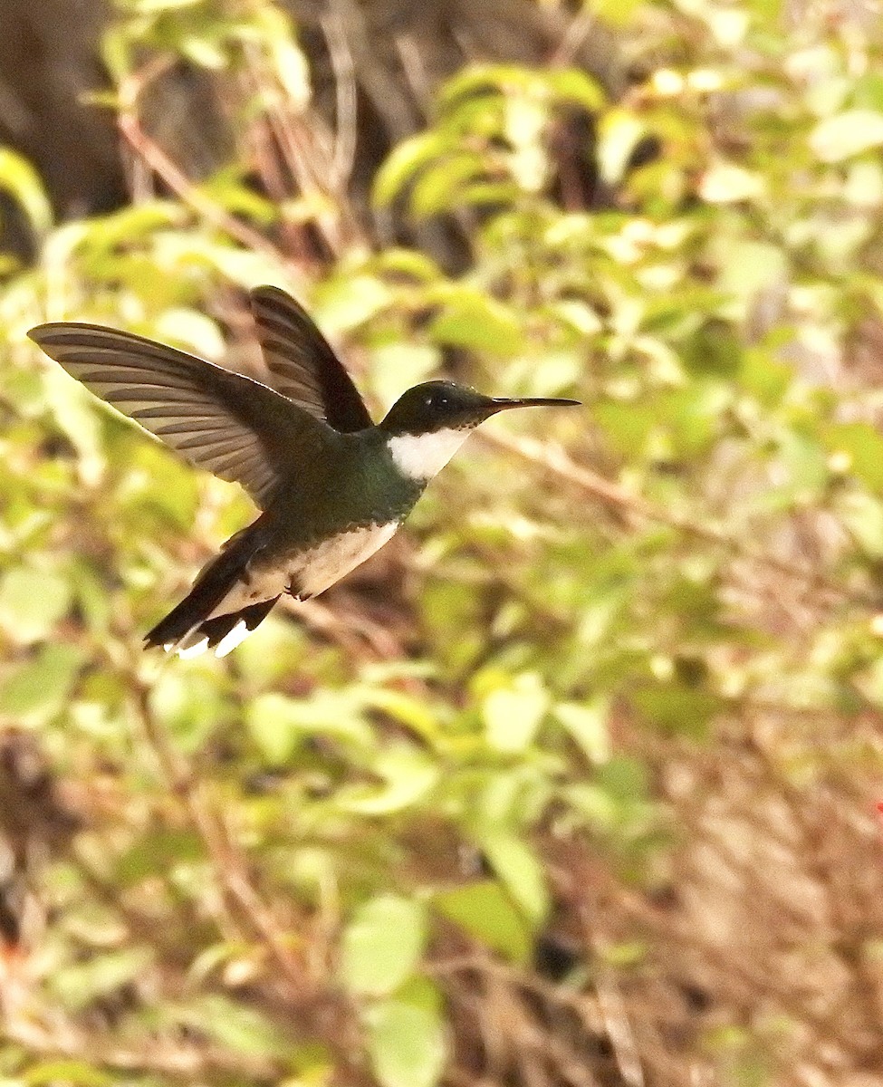 White-throated Hummingbird - ML439448851