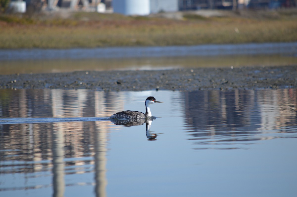 Western Grebe - ML43944891