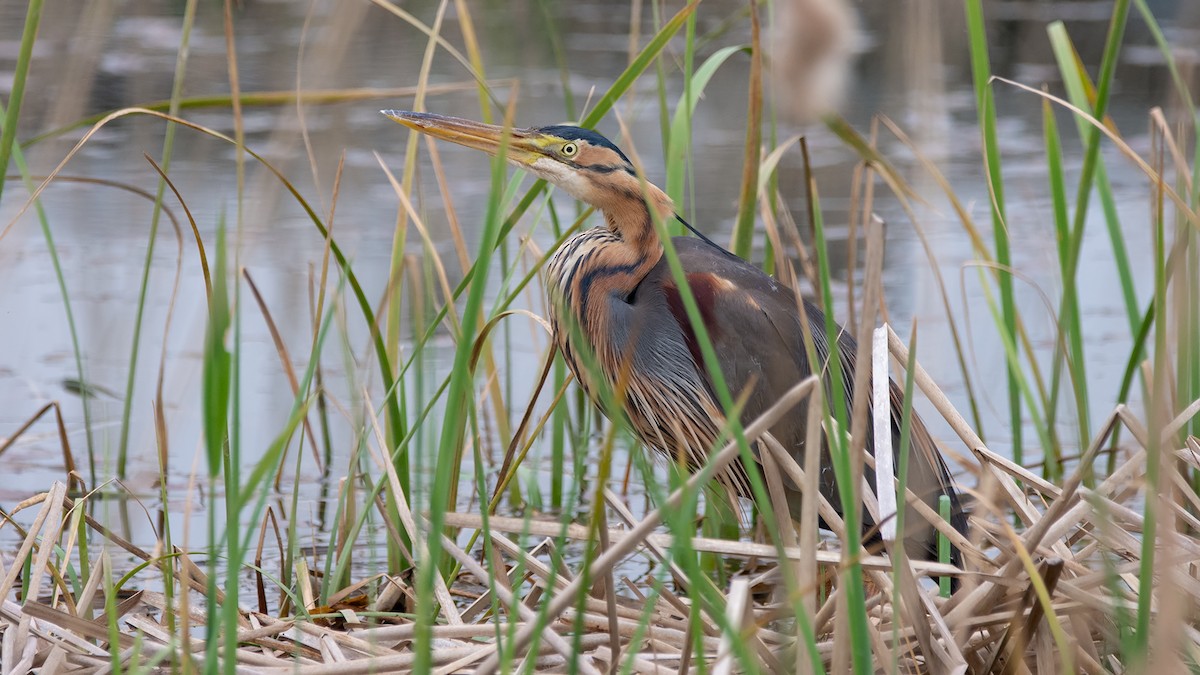 Purple Heron - ML439448971