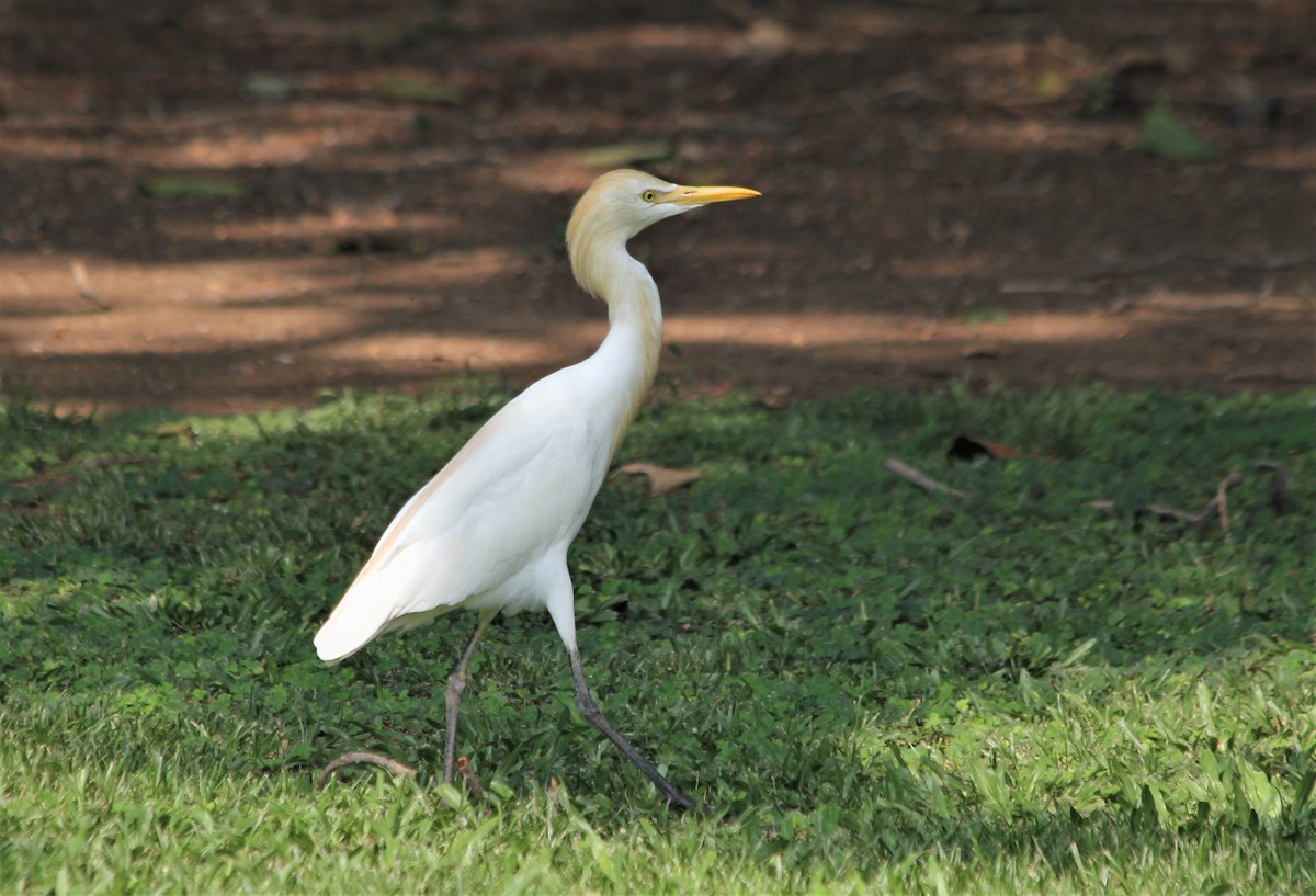 Eastern Cattle Egret - ML439449261