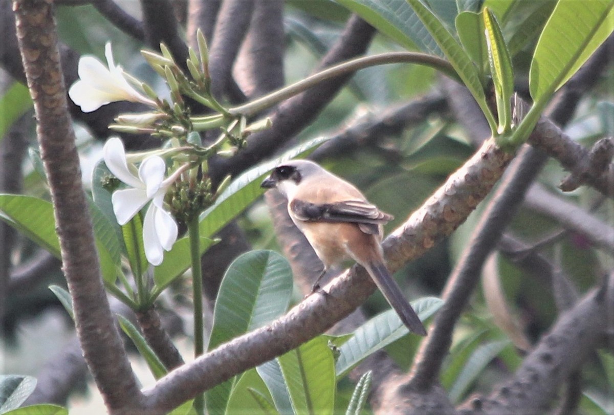 Long-tailed Shrike - ML439449461