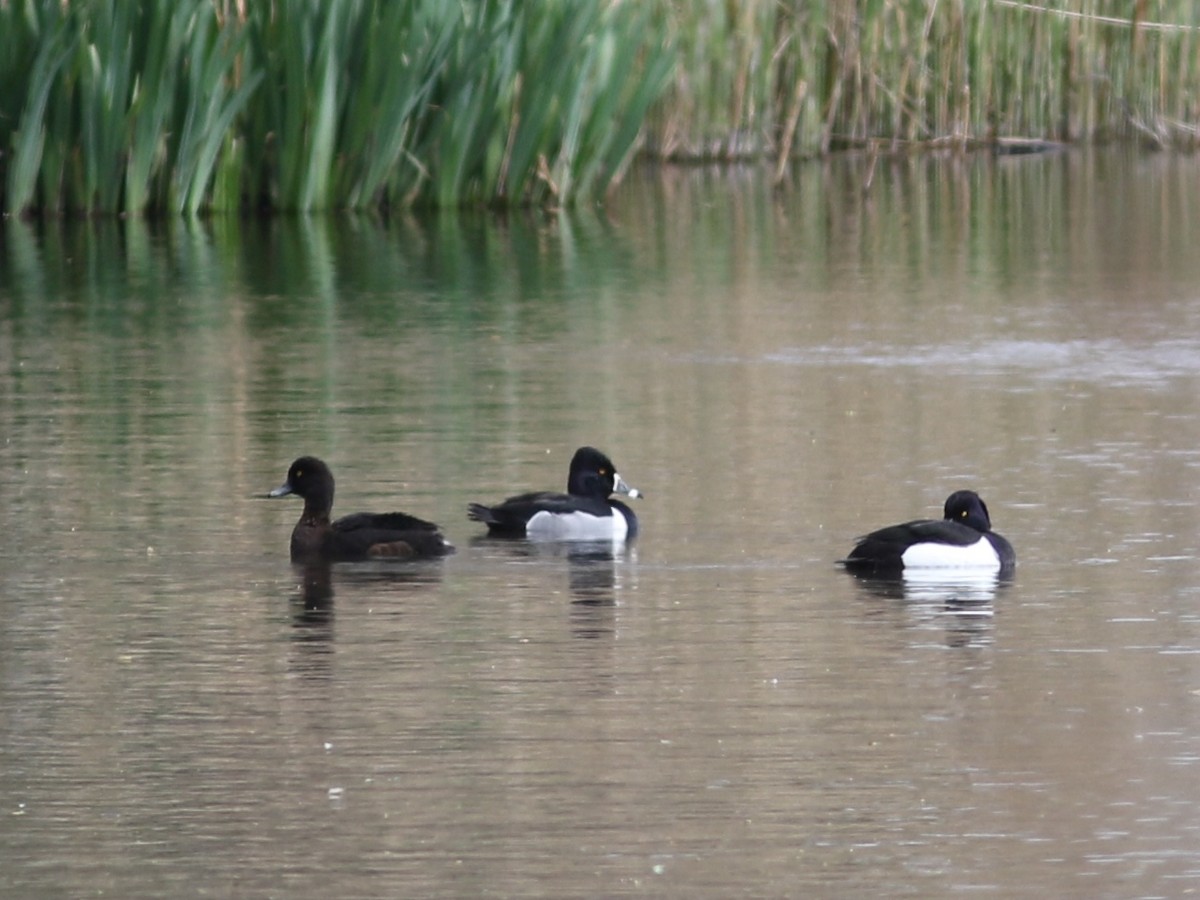 Ring-necked Duck - ML439449481