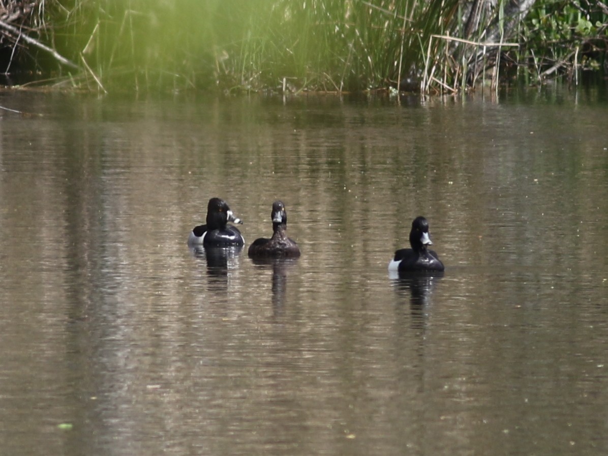 Ring-necked Duck - ML439449491