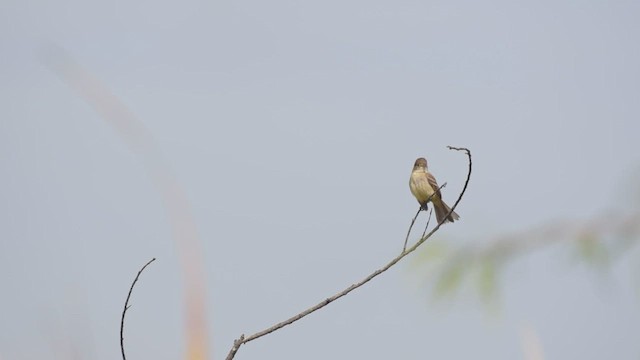 White-throated Flycatcher - ML439449681