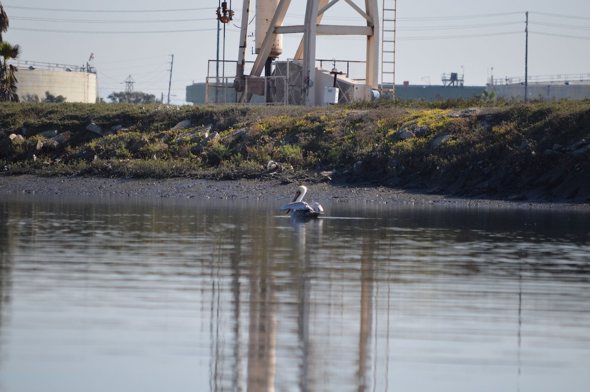 Brown Pelican - ML43944971