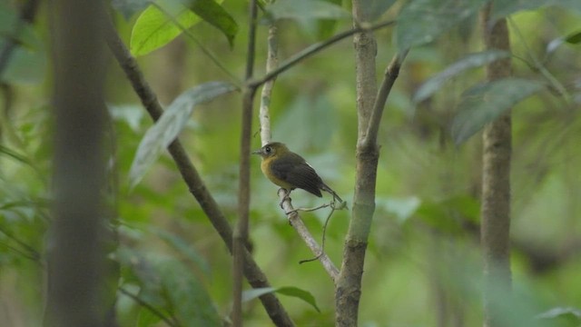 Sulphur-bellied Flycatcher - ML439450431