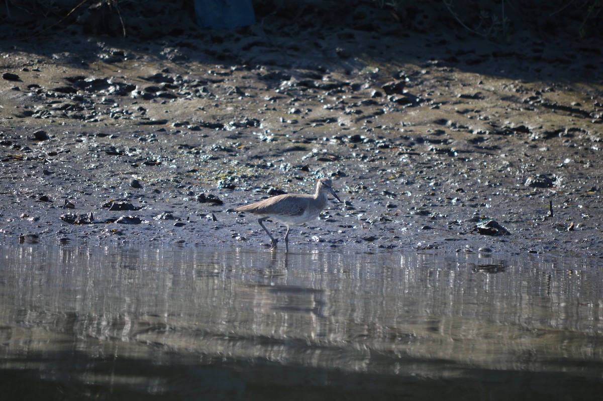 Willet - ML43945091