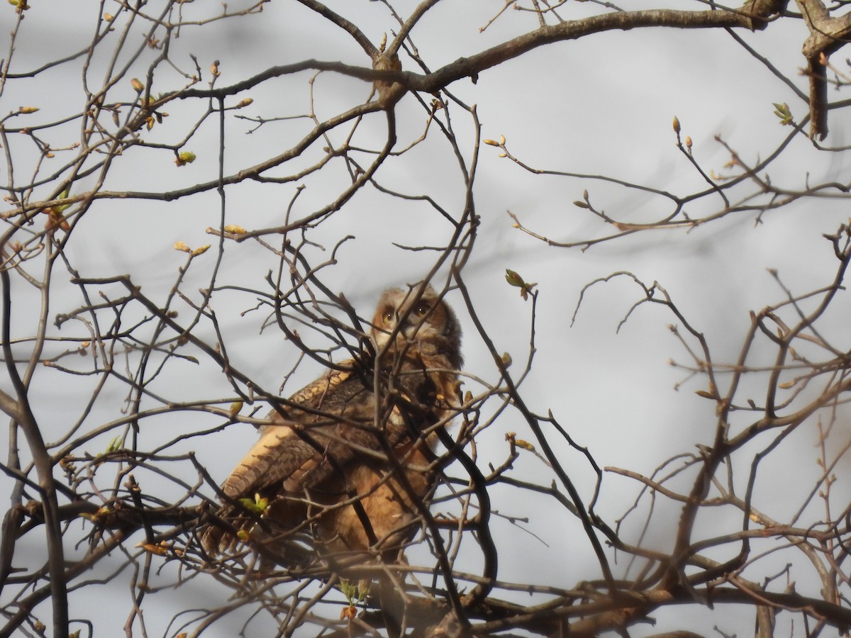 Great Horned Owl - ML439451061