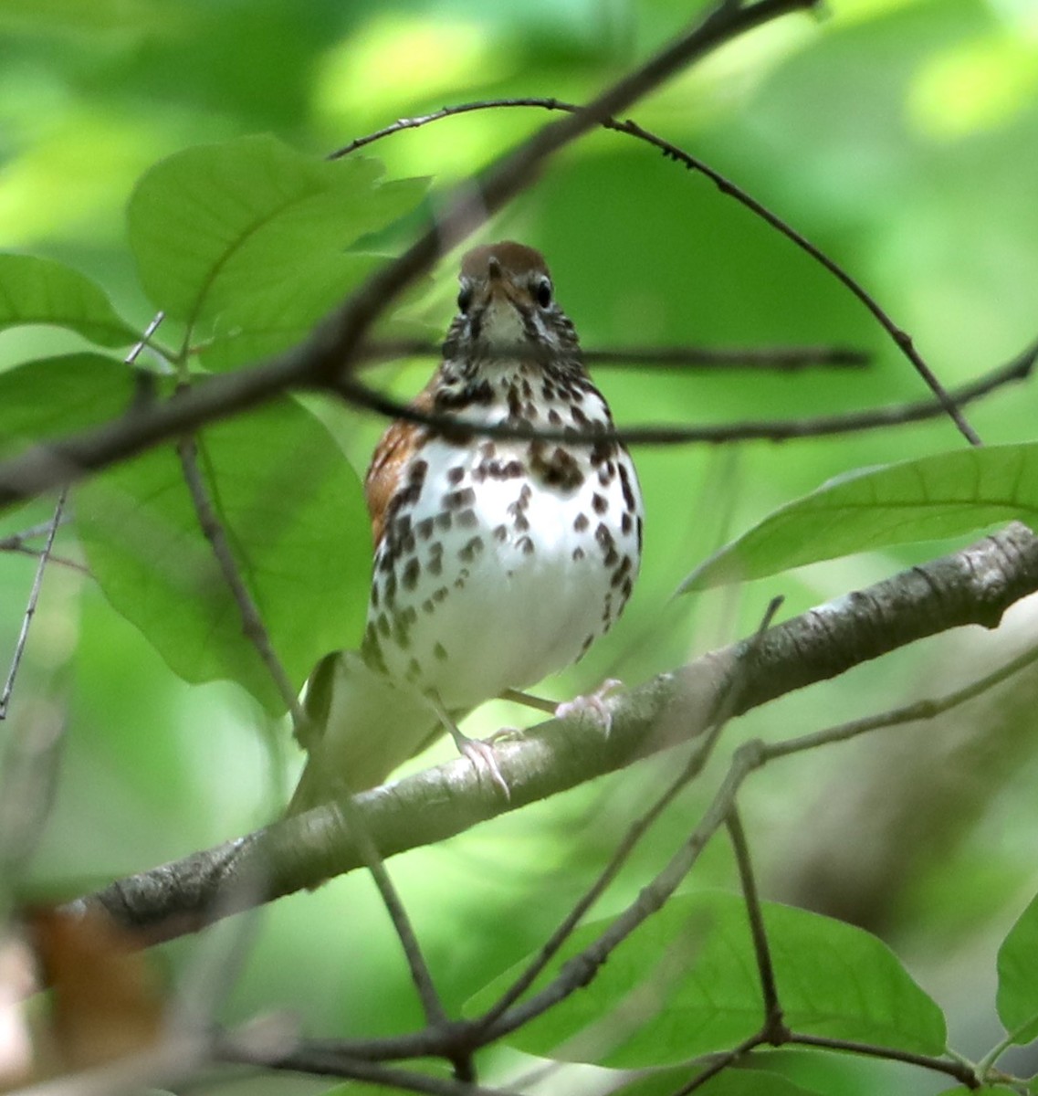 Wood Thrush - ML439451401