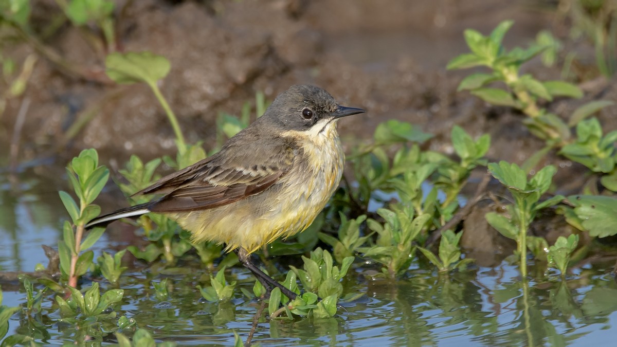 Western Yellow Wagtail - ML439452081