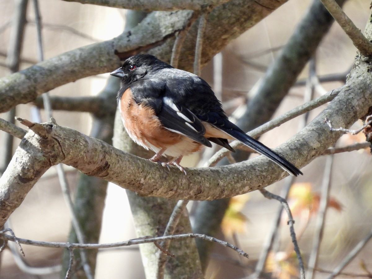 Eastern Towhee - ML439452101