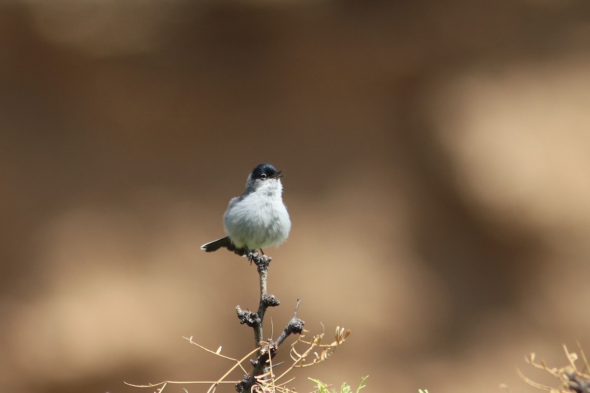 Black-tailed Gnatcatcher - ML439452181