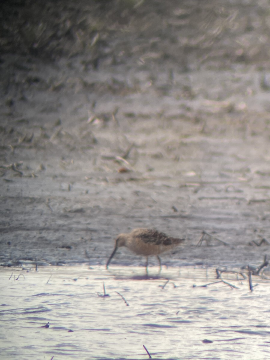 Long-billed Dowitcher - ML439452301